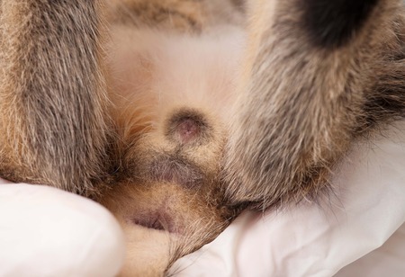 Veterinary survey of little kitten close-upの写真素材