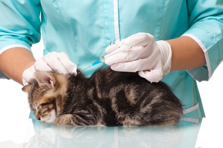 Little kitten getting a vaccine at the veterinary clinic close-upの写真素材
