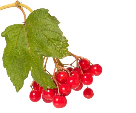Arrow wood berries on a branch isolated on white background cutoutの写真素材