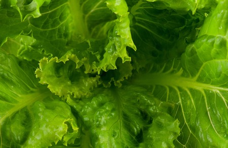 Fresh green lettuce bunch with wet drops close-upの写真素材