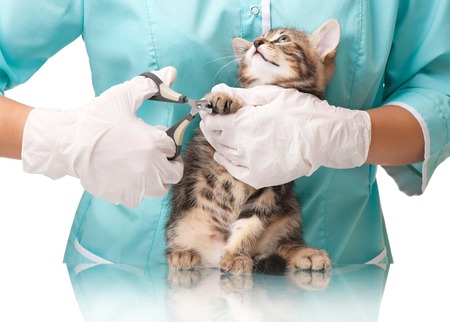 Veterinarian cuts claws to a small kitten close-upの写真素材