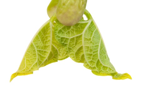The top of bright haricot sprout isolated on white 