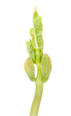 Bright haricot sprout isolated on white background close-upの写真素材
