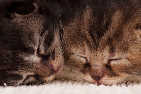 Asleep newborn kittens in a warm knitted white sweater close-upの写真素材
