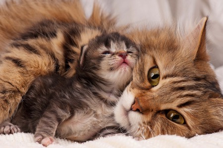 Lovely siberian cat with newborn kitten close-upの写真素材