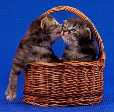 Cute little kittens in the wicker basket over blue backgroundの写真素材