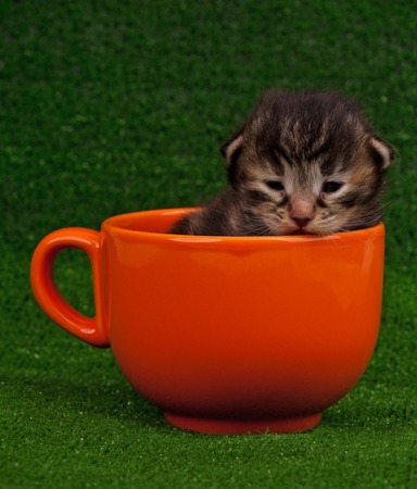 Cute newborn kitten in the orange cup over green の写真素材