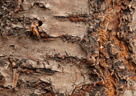 Bark of trunk old tree close-up textureの写真素材