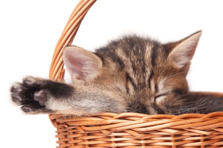 Cute kitten in a wicker basket isolated on white backgroundの写真素材