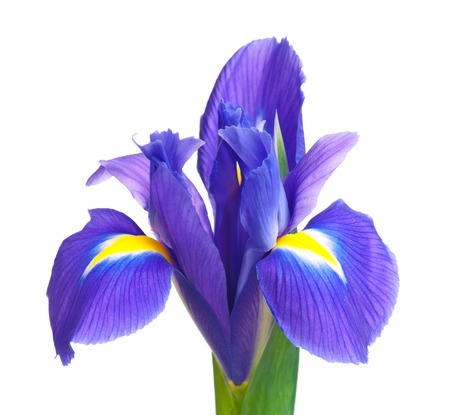 Beautiful light-blue iris isolated on white background close-up