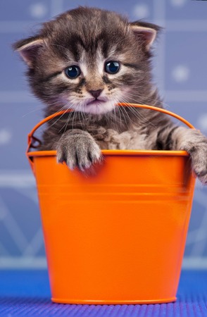Cute little kitten in the garden bucket over blue backgroudの写真素材