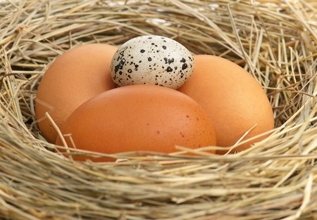 Raw eggs in a birds nest with feathers close-upの写真素材