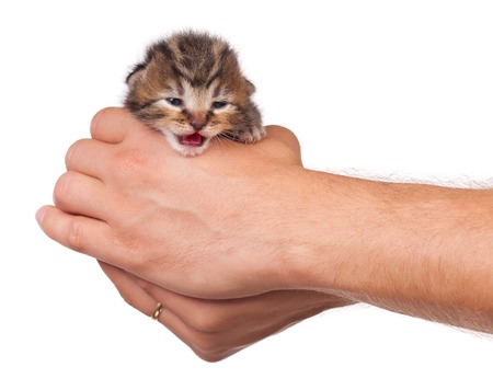 Crying little kitten in a man's hand over white backgroundの写真素材
