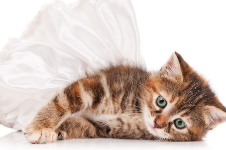 Cute fluffy kitten dressed in the tutu having a rest over white backgroundの写真素材