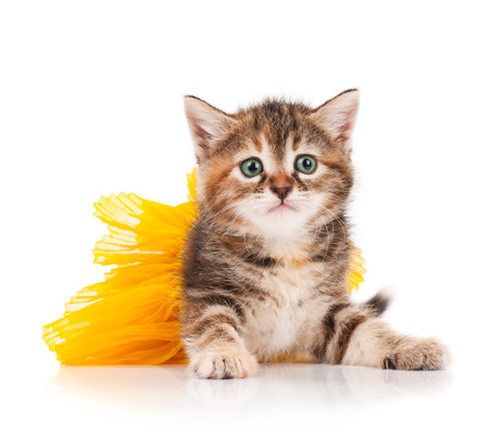 Cute kitten dressed in the tutu having a rest over white backgroundの写真素材