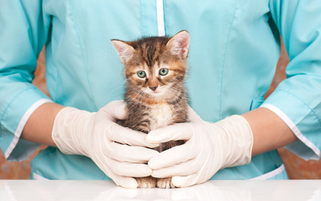Cute little kitten in hands at the veterinarian over white backgroundの写真素材