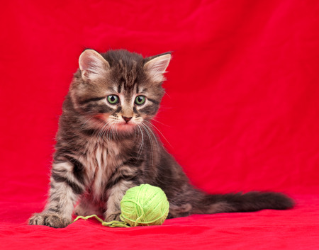 Cute little kitten with thread ball isolated over red backgroundの写真素材