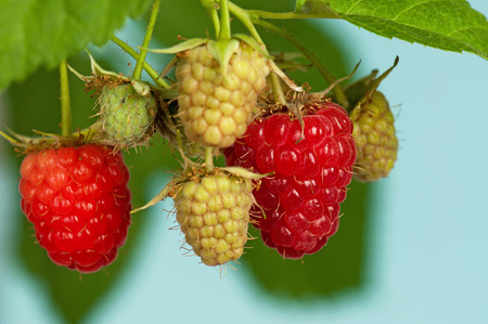 Fresh raspberries in the garden over blue background