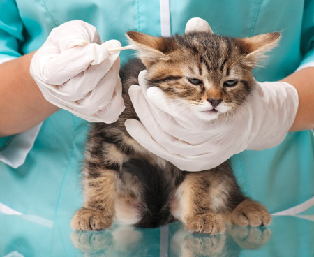 Veterinarian cleans ears to a small kitten close-upの写真素材