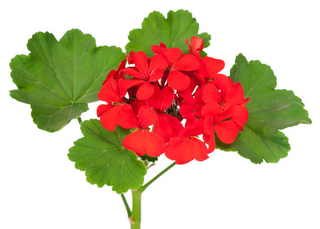The red bloom from a geranium with leaves isolated on white backgroundの写真素材