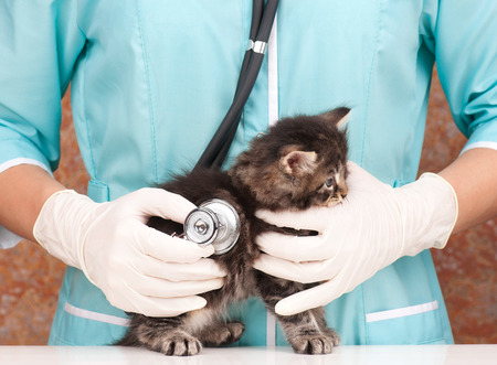 Veterinary survey of cute little kitten close-upの写真素材
