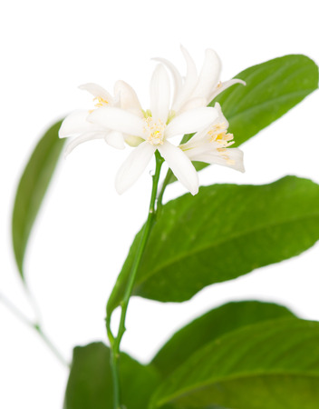 Lemon tree with blossom flowers isolated on a white backgroundの写真素材