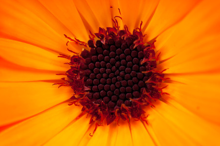 Beautiful orange calendula flower close-upの写真素材
