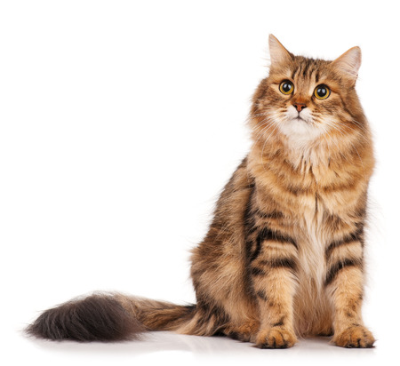 Siberian beautiful adult cat over white backgroundの写真素材