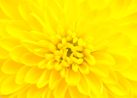 Bright yellow chrysanthemum close-upの写真素材