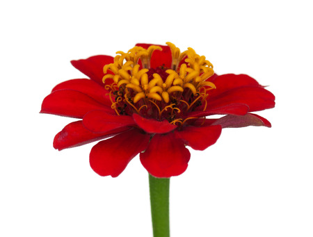 Zinnia flower isolated on white background close-upの写真素材
