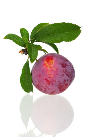 Red plum fruit on a branch with leaf isolated on white backgroundの写真素材