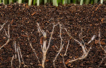 White young roots of the green grass in the organic soil. Focus on the rootsの写真素材