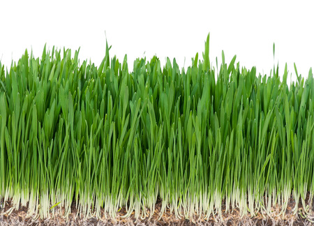 Bright green grass with roots in the organic soil. Focus on the rootsの写真素材
