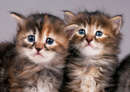 Cautious cute siberian kittens over grey background. Focus on the kitten on the rightの写真素材