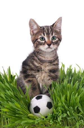 Cute kitten with football ball on the green grass over white backgroundの写真素材