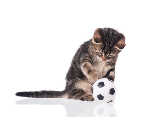 Cute little kitten with football ball isolated over white backgroundの写真素材