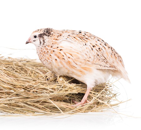 Cute quail with eggs in the straw nest over white backgroundの写真素材