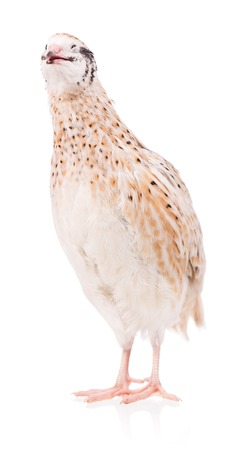Cute adult quail isolated over white background cutoutの写真素材