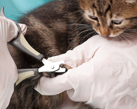 Veterinarian cuts claws to a young kitten close-upの写真素材