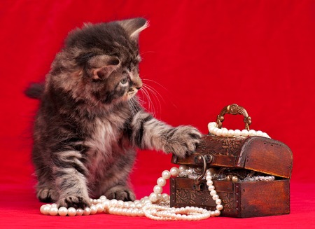 Cute kitten and a chest with pearls over red backgroundの写真素材