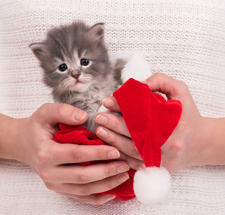 Cute fluffy kitten in the red cap on female hands over white backgroundの写真素材