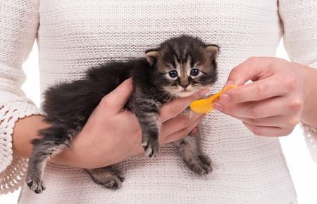 Woman feeding newborn kitten with bottle of milk over white sweater backgroundの写真素材