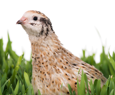 Cute quail in the straw nest on the grass over white backgroundの写真素材