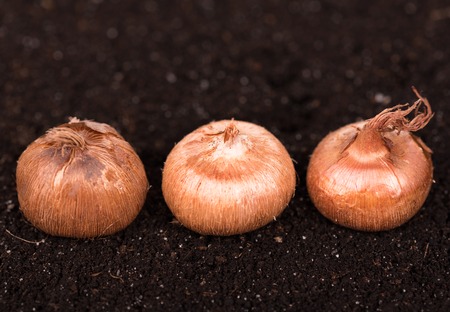 Young crocus bulbs over organic soil background
