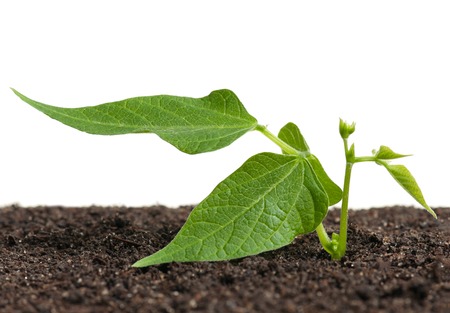Young haricot sprout on a organic soil over white backgroundの写真素材