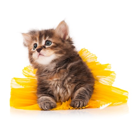 Cute fluffy kitten dressed in the tutu having a rest over white backgroundの写真素材