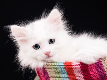 Cute fluffy white kitten over black backgroundの写真素材