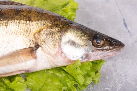 Fresh pike perch on the green lettuce leaves over table-top backgroundの写真素材