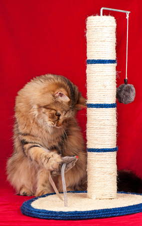 Siberian cat playing with scratching post over red backgroundの写真素材