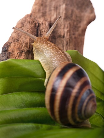 Bright cute snail on the green leaf over white background backgroundの写真素材